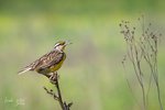 Eastern Meadowlark