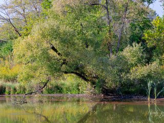 Pond