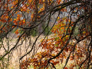 Fall Foliage