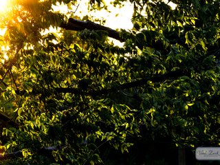 Setting Sun through the Leaves
