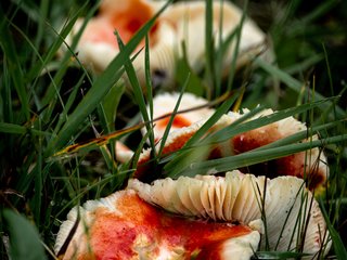 Mushroom
