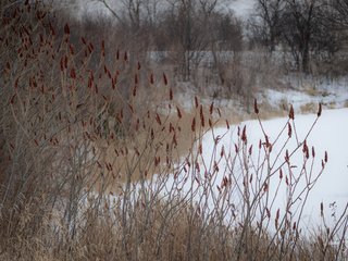Staghorn Sumac