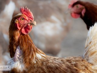 Chicken