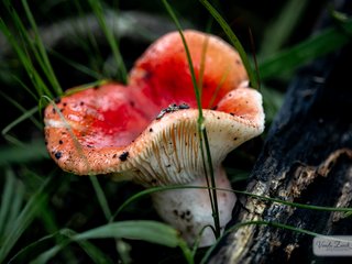 Mushroom