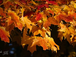 Fall Colors