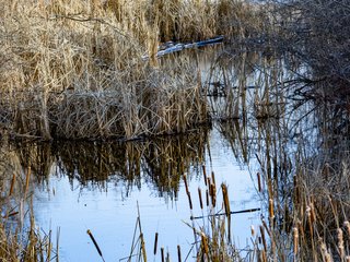 Wetland