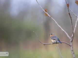 Eastern Bluebird