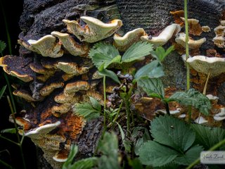 Bear Lentinus mushroom