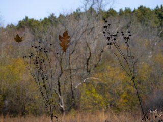 Falling leaves