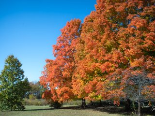 Busse Woods