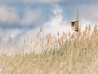Kestrel Box