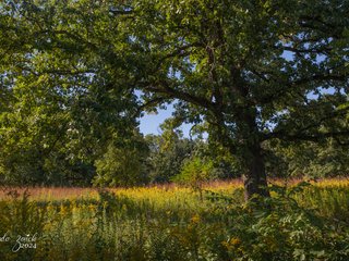 Oak and Prairie