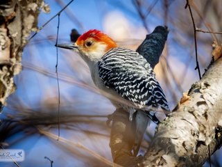 Red-bellied Woodpecker