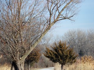 Trail