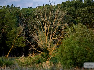 Sunset Photography Walk