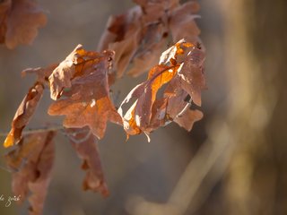Oak Leaves