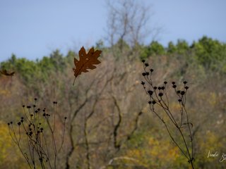 Falling leaves