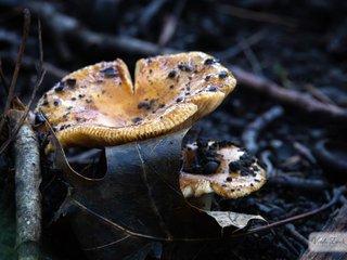 Mushroom