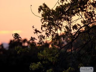 Setting Sun through the Leaves