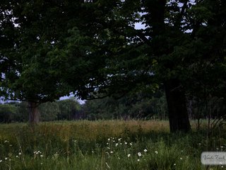 Sunset Photography Walk