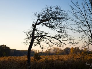 Leafless Tree
