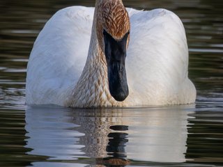 Trumpeter Swan