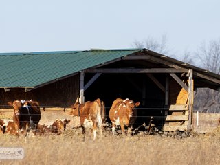 Cows