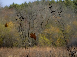 Falling leaves