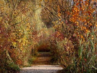 Fall Foliage