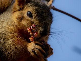 Fox Squirrel
