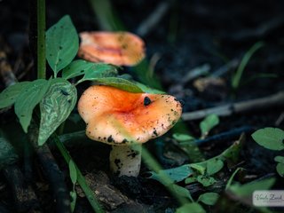 Mushroom
