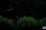 Fireflies