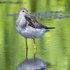Lesser Yellowlegs