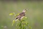 Eastern Meadowlark