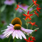 Royal Catchfly and Purple Coneflower