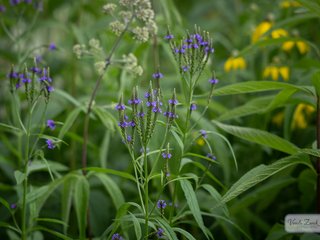 Blue Vervain