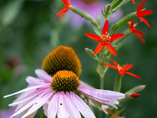 Royal Catchfly and Purple Coneflower