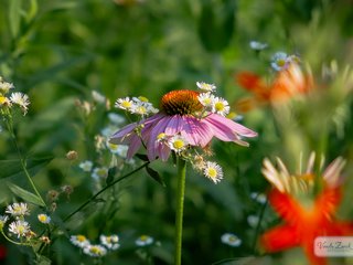 Purple Coneflower