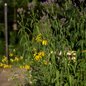 Yellow Coneflower and Blue Vervain