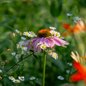 Purple Coneflower