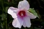 Halberd-leaved Rose Mallow