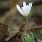 Bloodroot