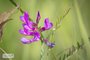 American Vetch