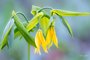 Bellwort