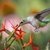 Ruby-throated Hummingbird