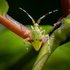 Clouded Plant Bug Nymph