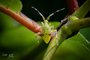 Clouded Plant Bug Nymph