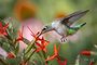 Ruby-throated Hummingbird