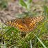 Variegated Fritillary