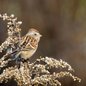 American Tree Sparrow